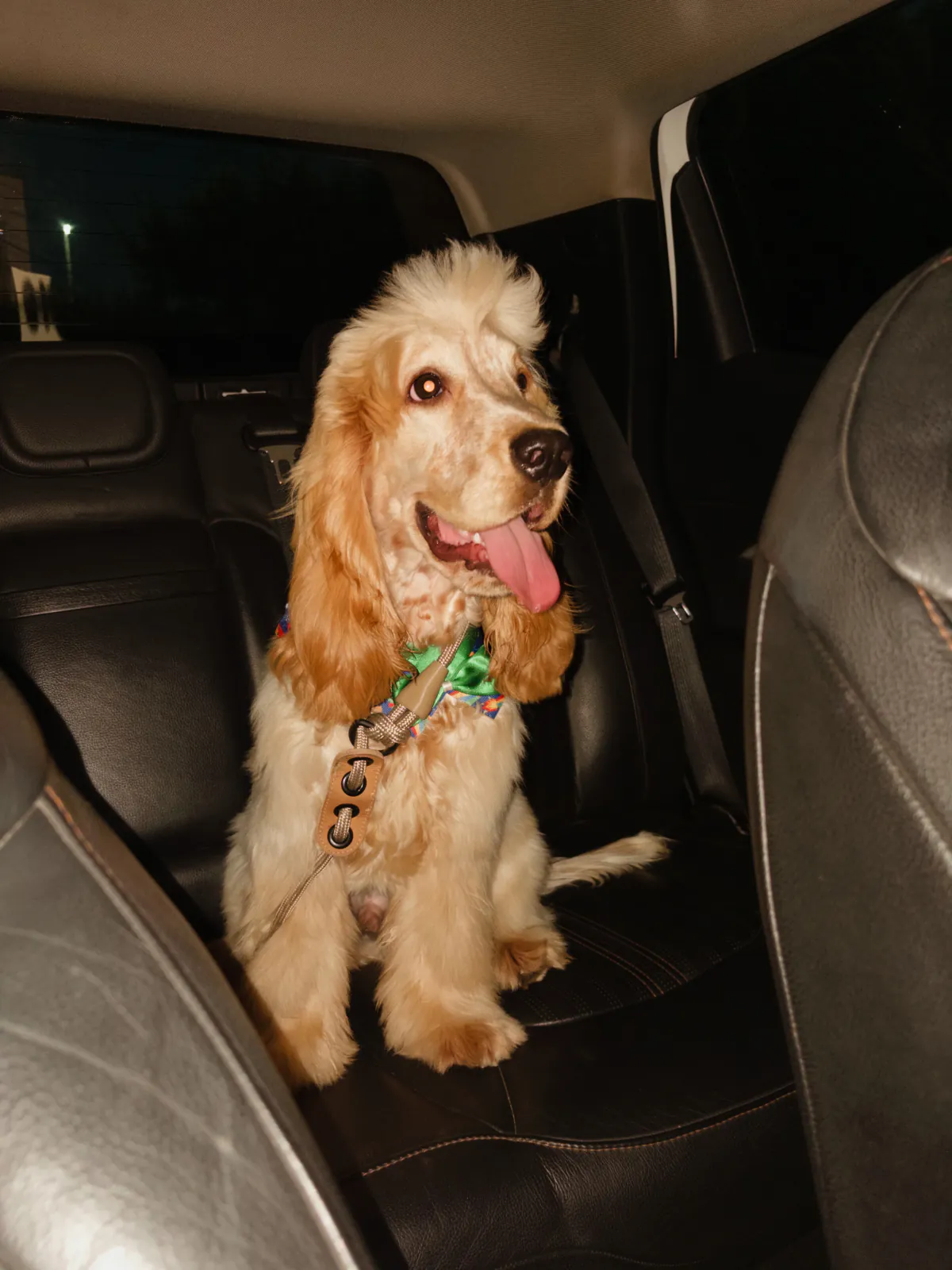 Smaug sitting in the back seat of a car