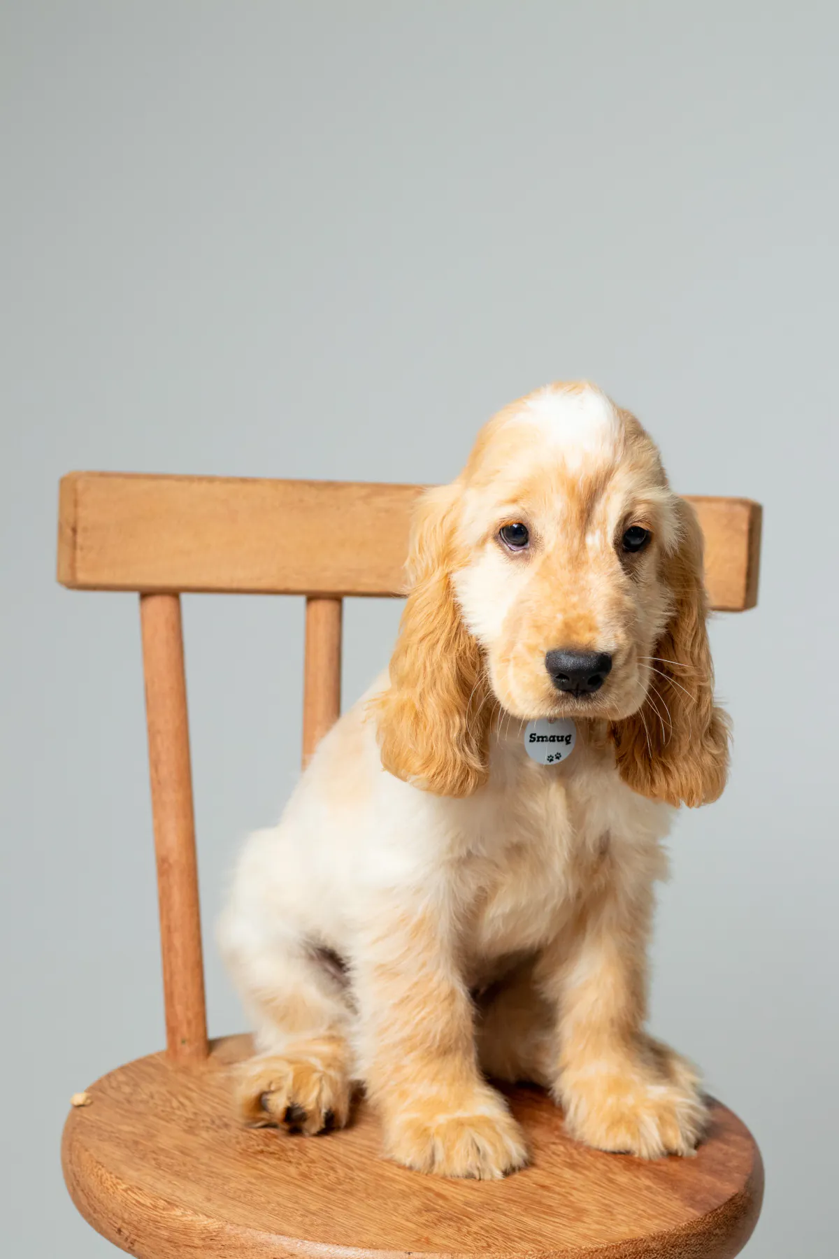 Smaug as a puppy sitting on a wooden chair