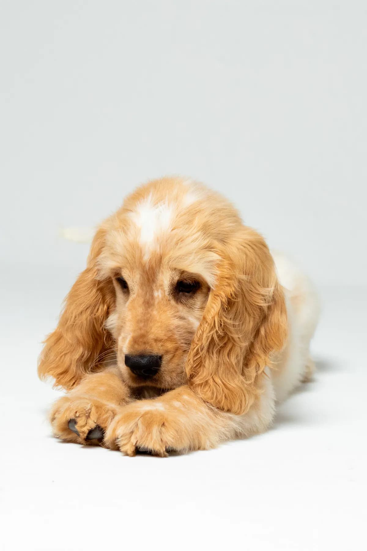 Smaug as a puppy lying down with his paws forward