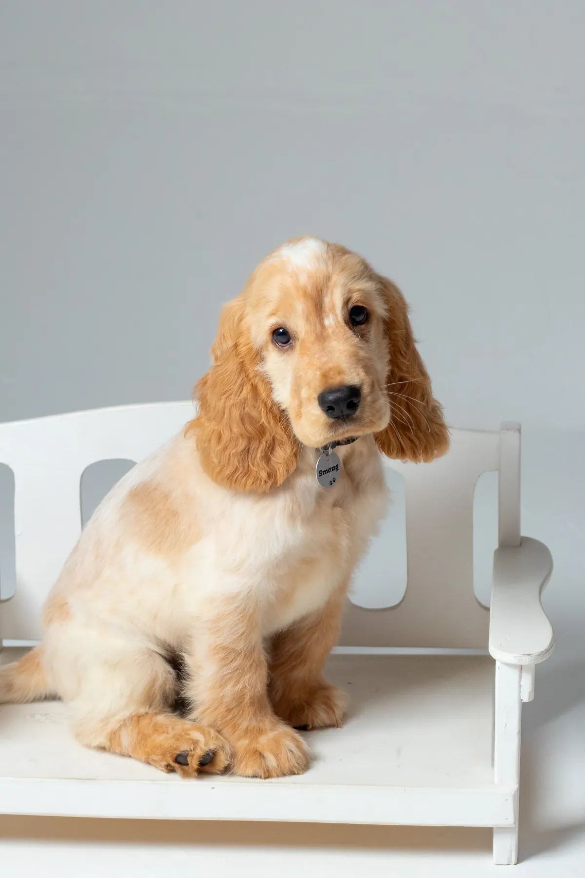 Smaug as a puppy sitting on a white bench