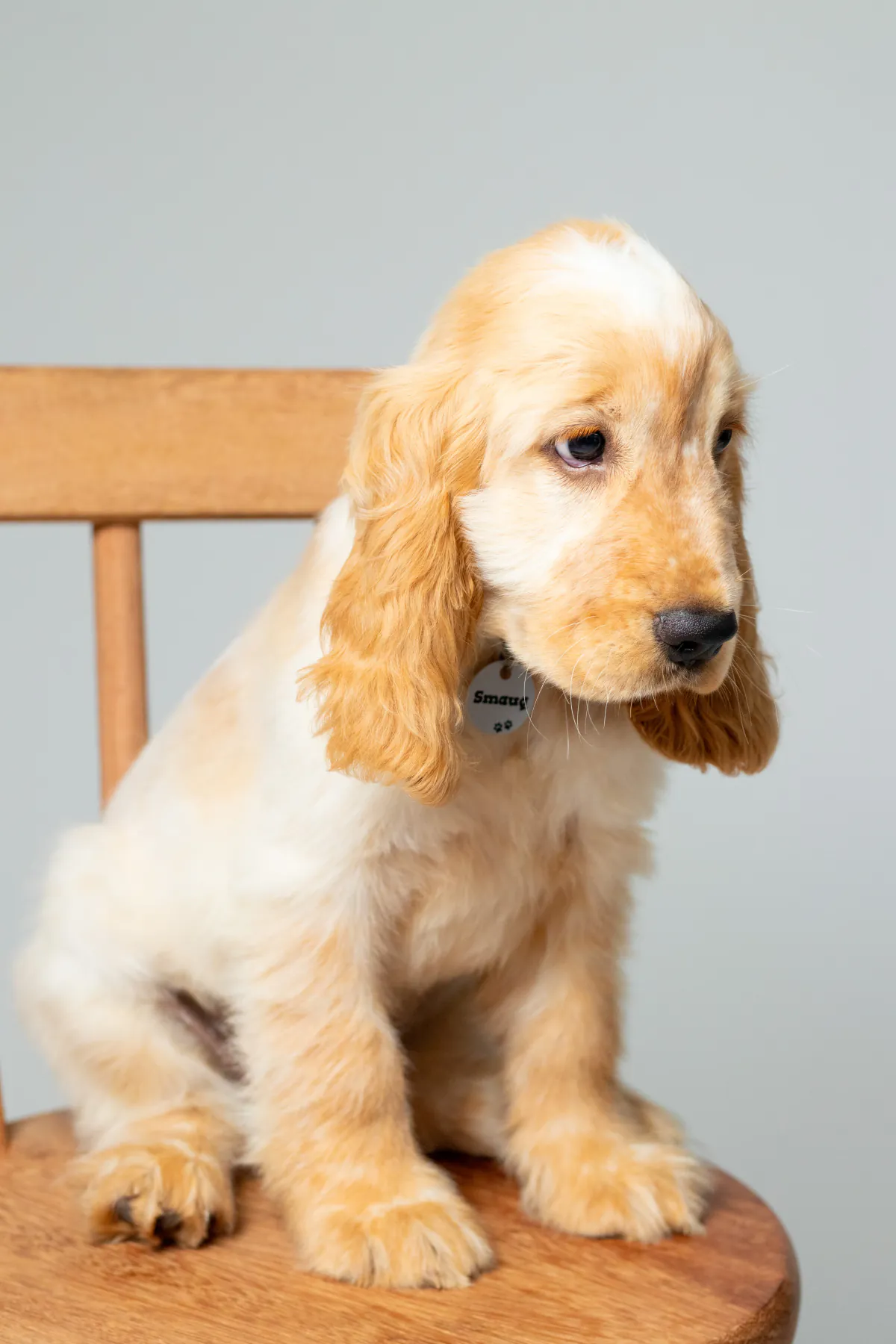 Smaug as a puppy sitting sideways on a wooden chair