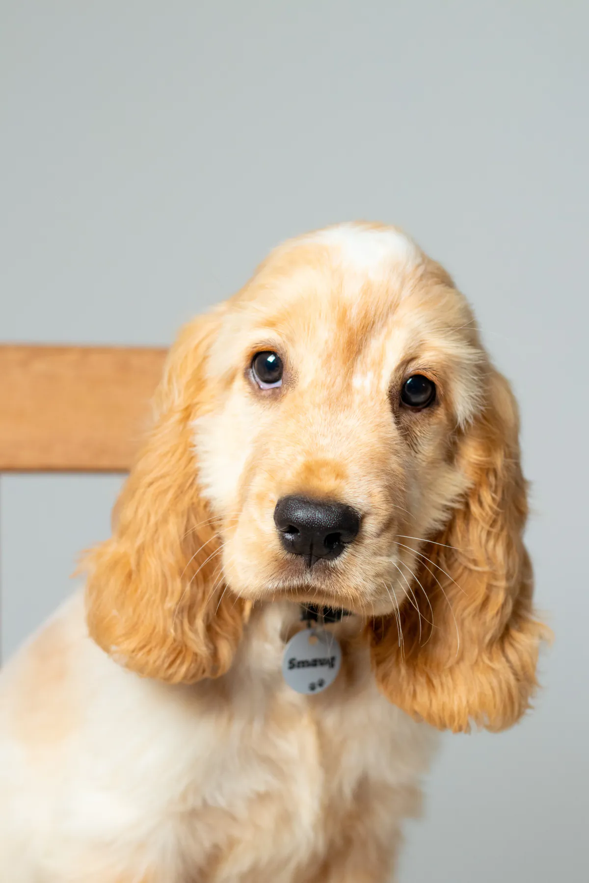 Smaug as a puppy looking at the camera during a photo shoot